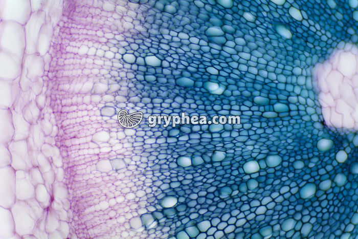 Tige de Mercuriale - structure primaire CT x40 - gryphea.com